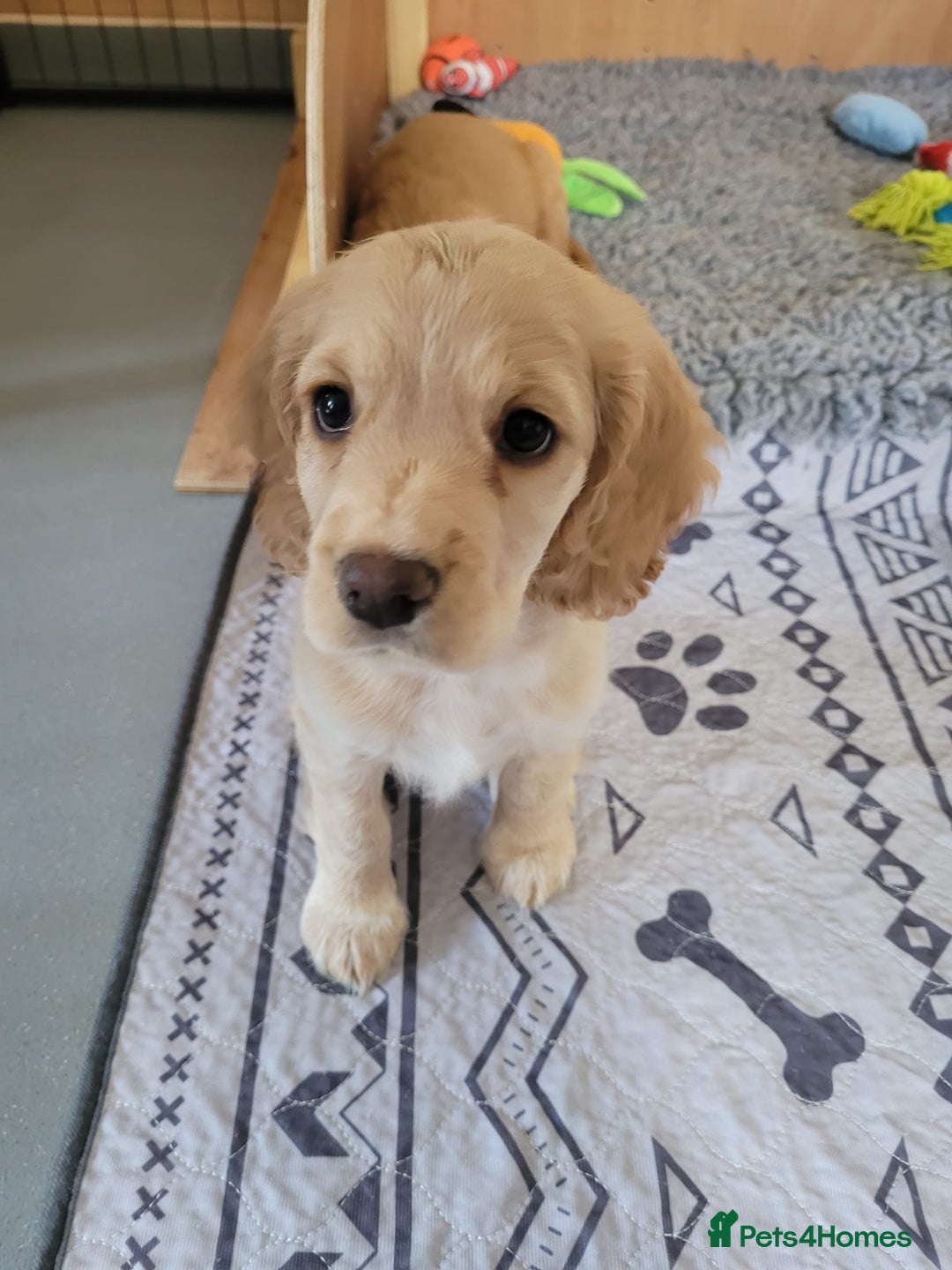 Cocker Spaniel dogs for sale: Cocker spaniels  - Image 4