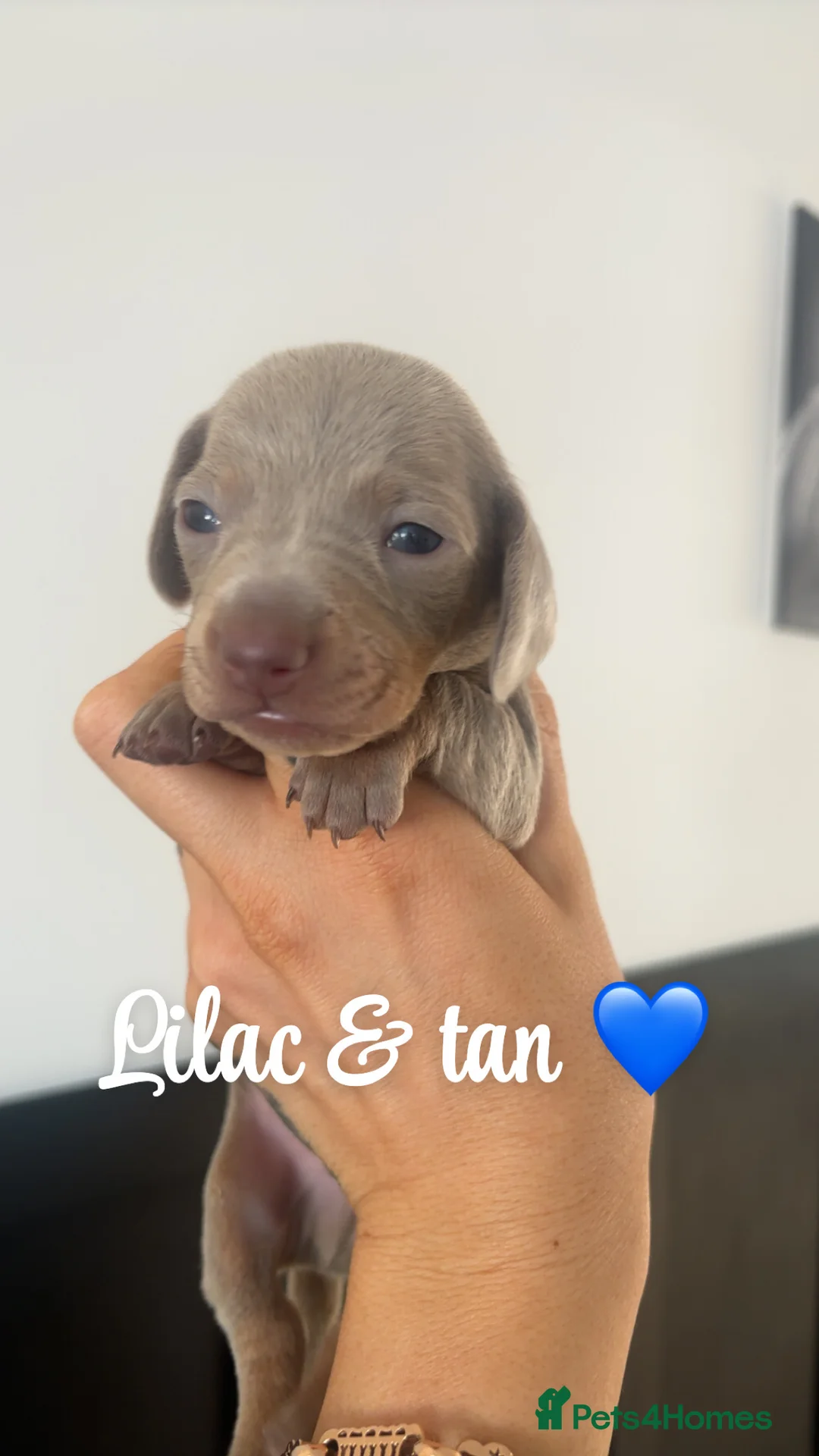 Miniature Dachshund dogs for sale: Miniature smooth haired dachshund  - Advert 7