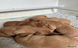 Labrador Retriever dogs for sale: Fox Red Labrador Puppies for Sale  - Image 3