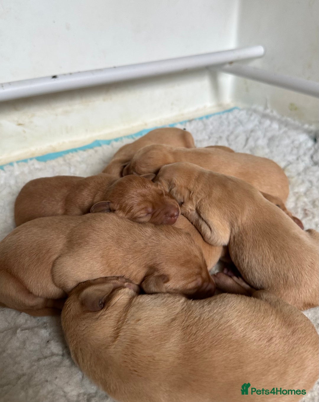 Labrador Retriever dogs for sale: Fox Red Labrador Puppies for Sale  - Image 3