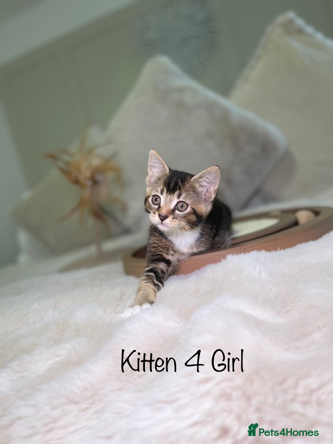 Mixed Breed cats for sale: Beautiful kittens 8 weeks old ready now  - Advert 17