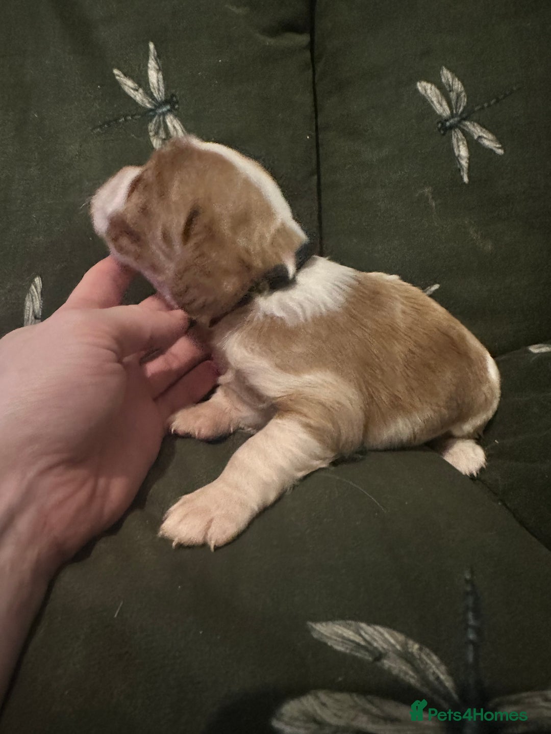 Cockalier dogs for sale: Cockalier puppies  - Advert 12