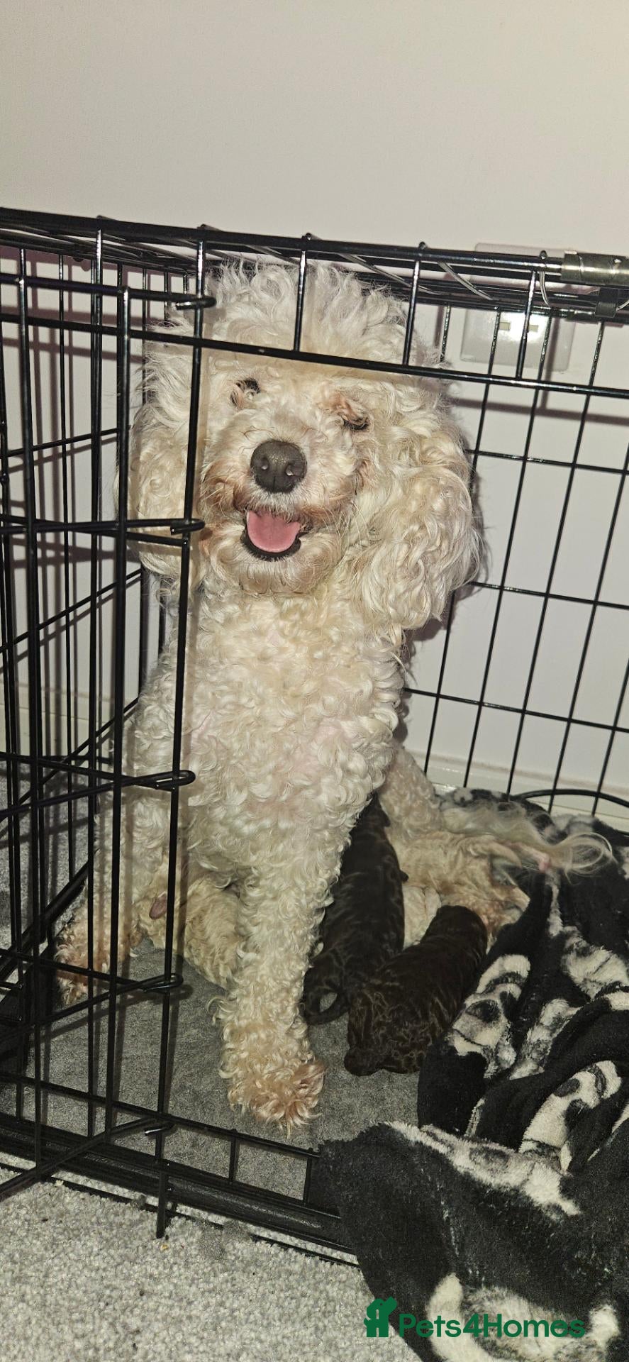 Toy Poodle dogs Beautiful Toy Poodles  - Advert 1