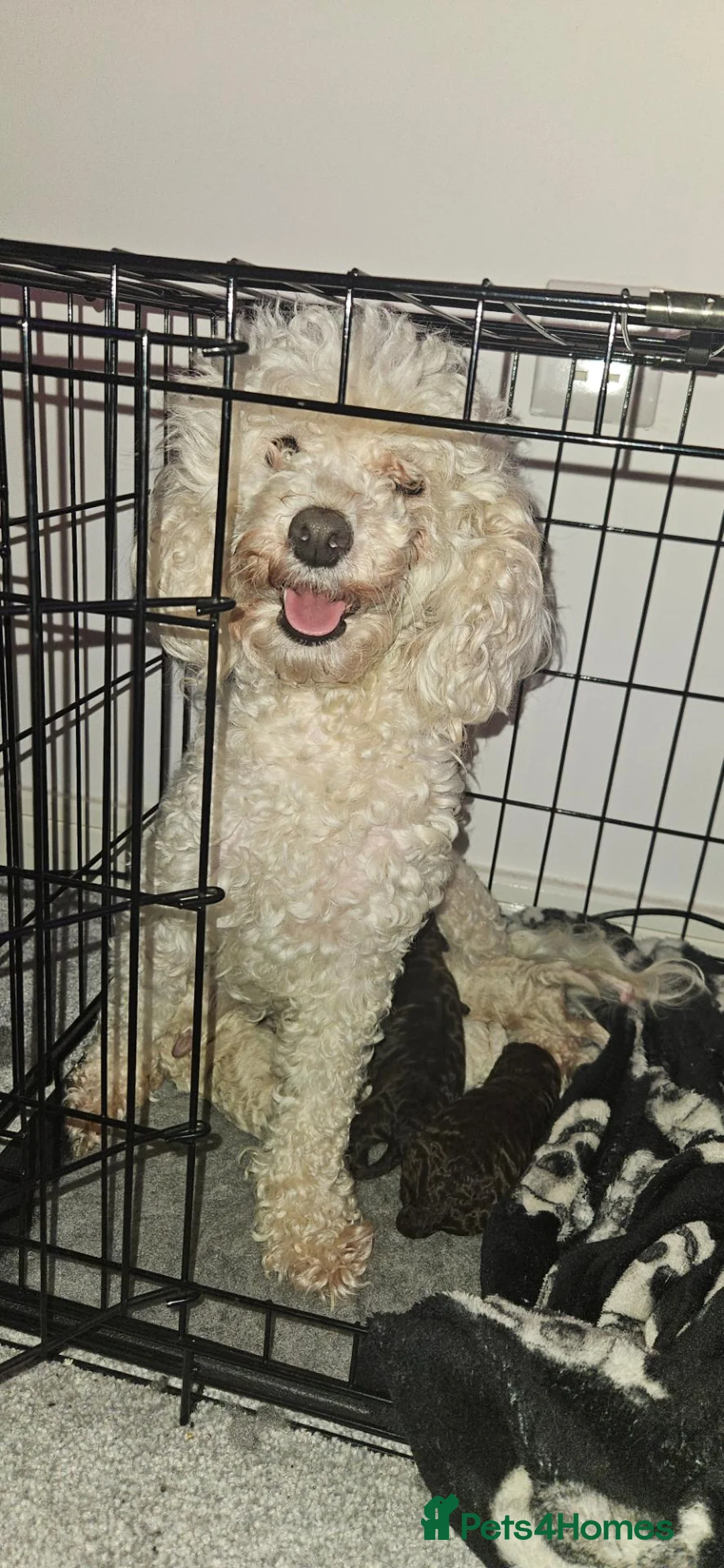 Toy Poodle dogs for sale: Beautiful Toy Poodles  - Advert 1