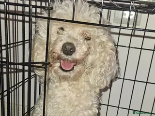 Toy Poodle dogs Beautiful Toy Poodles - Advert 13