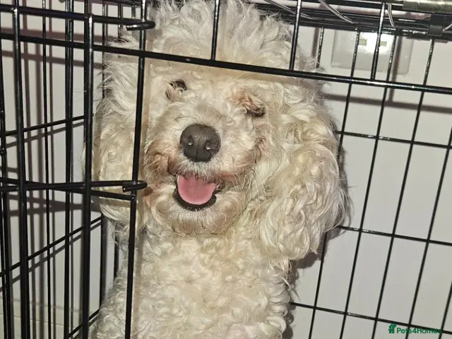 Toy Poodle dogs Beautiful Toy Poodles - Advert 15