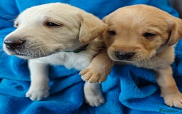 Labrador Retriever dogs for sale: Stunning KC registered fully health tested puppies - Image 5