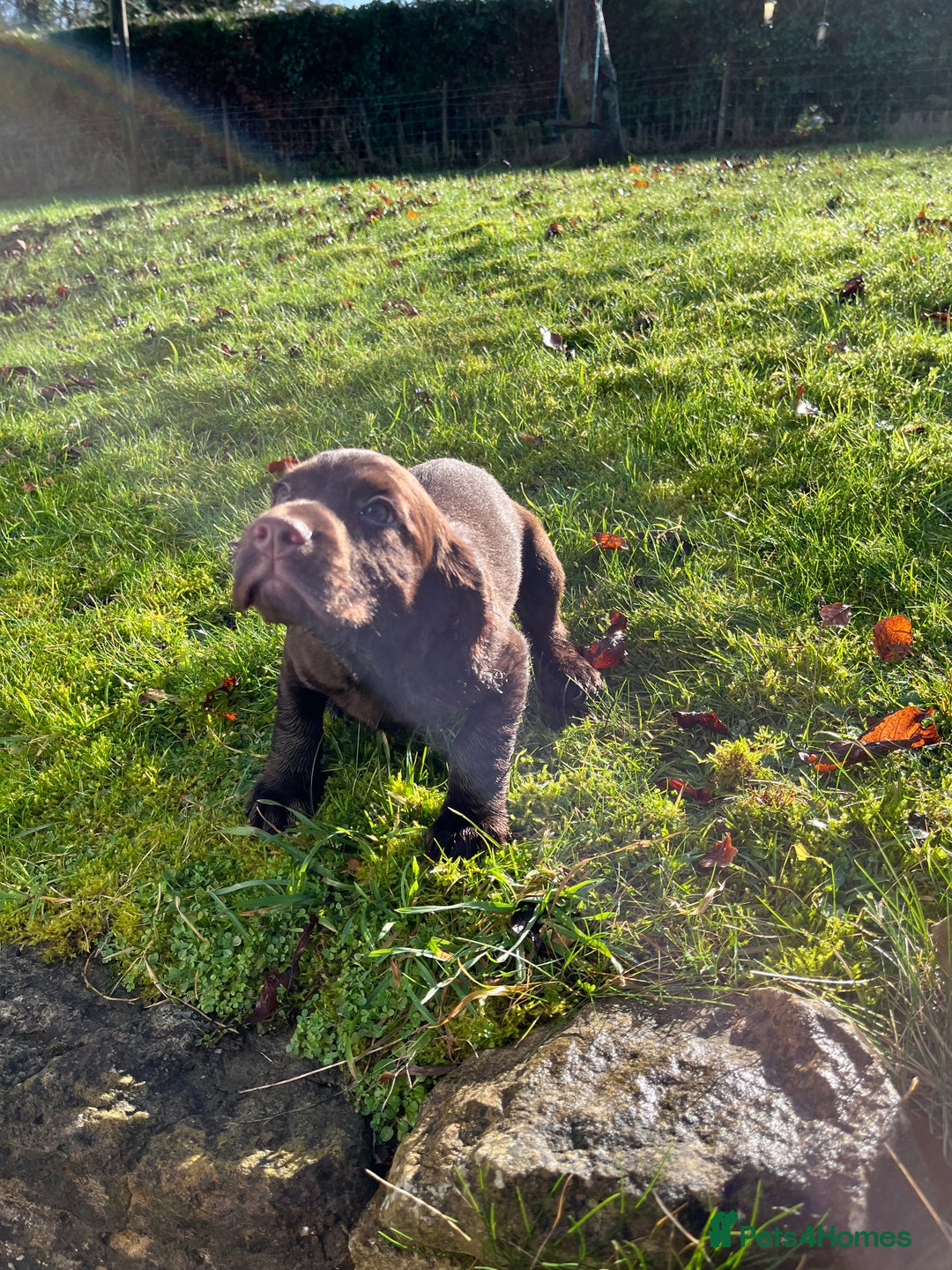 Cocker Spaniel dogs for sale: KC COCKER SPANIEL PUPPIES - Advert 12