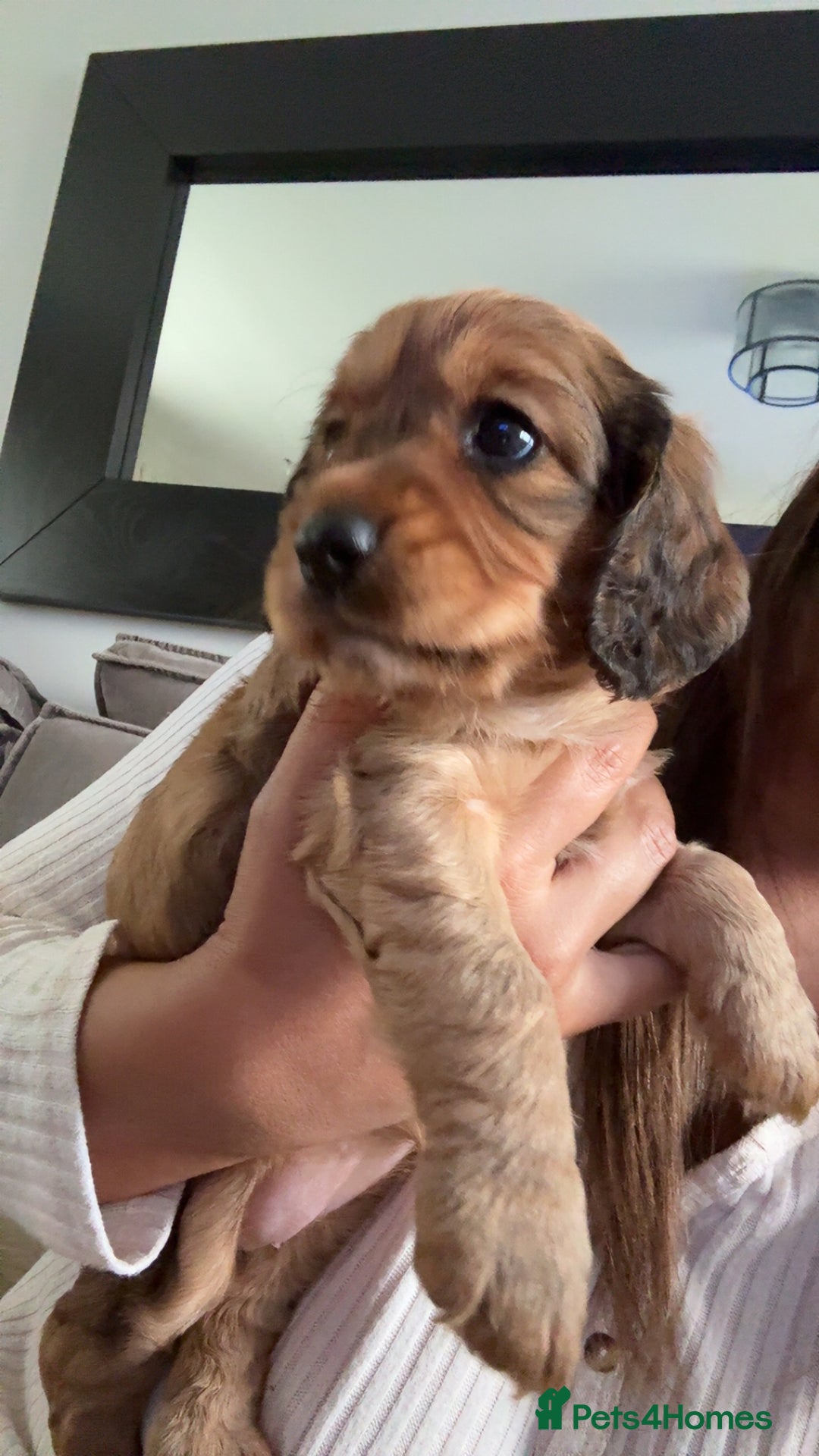 Cocker Spaniel dogs for sale: Last Cocker spaniel pup  - Image 10