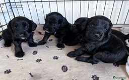 Cockapoo dogs for sale: Cockapoo  - Image 7