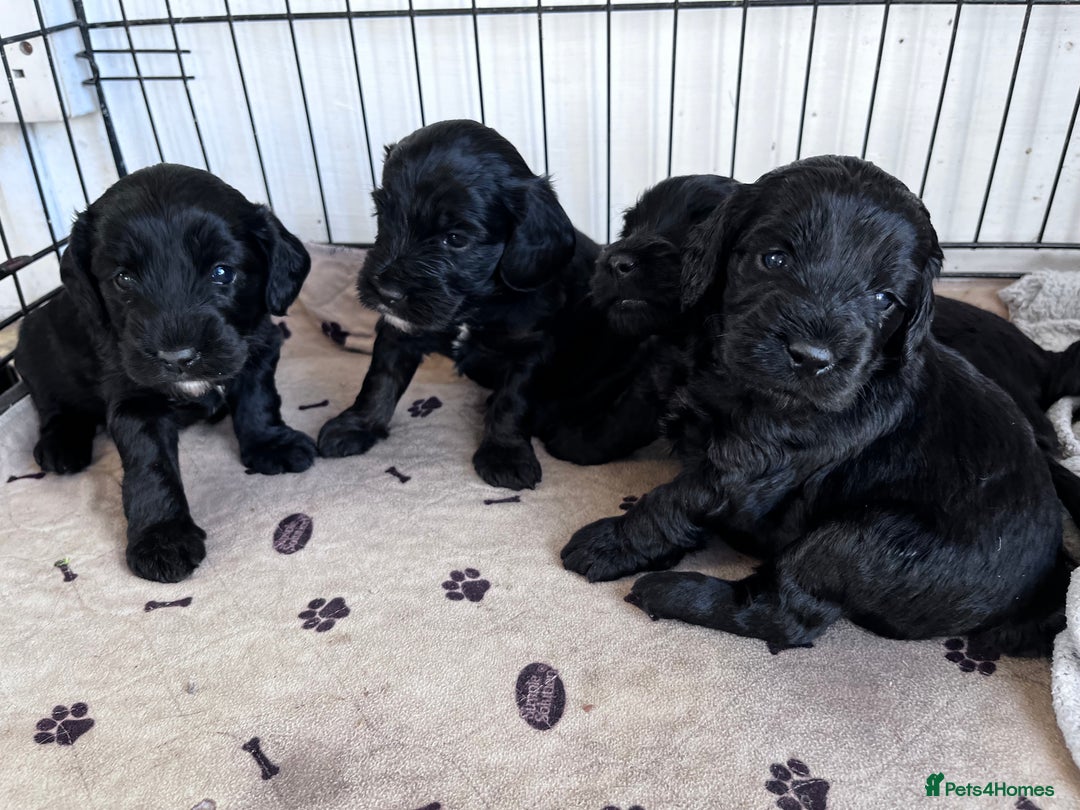 Cockapoo dogs for sale: Cockapoo  - Image 7