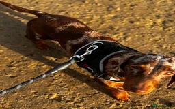 Miniature Dachshund dogs for sale: Miniature Dachshund puppies 🐶  - Image 19