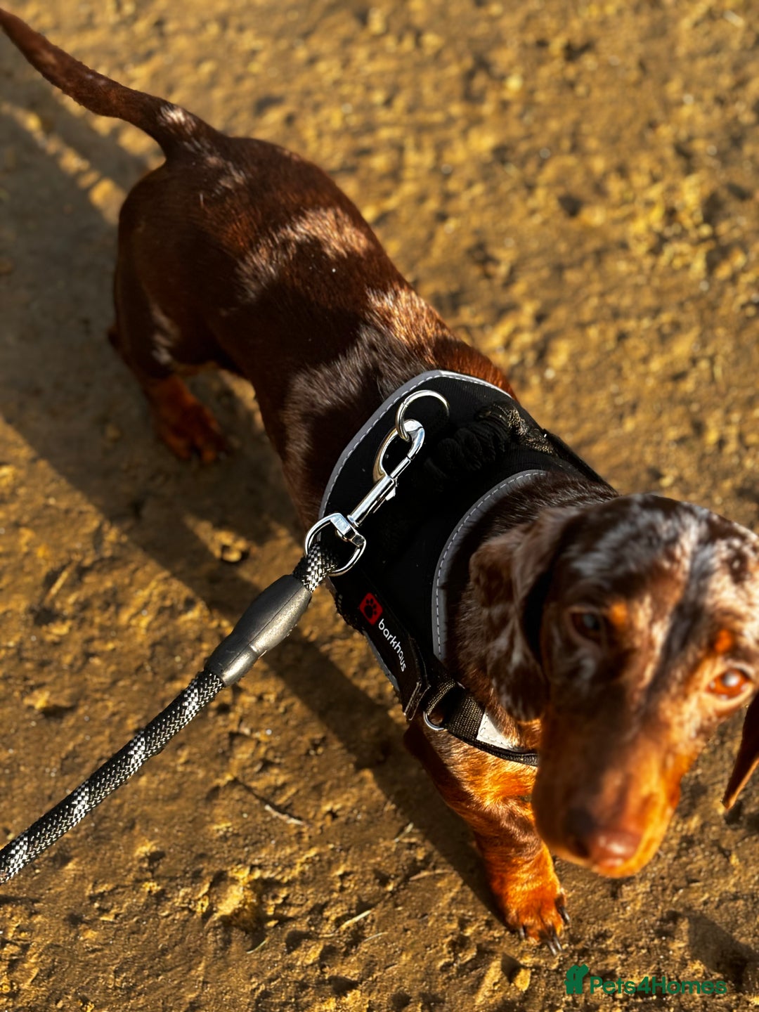 Miniature Dachshund dogs for sale: Miniature Dachshund puppies 🐶  - Image 19