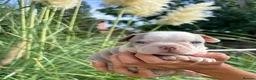 Boston Terrier dogs for sale: 5 KC Boston Terriers  - Advert 17