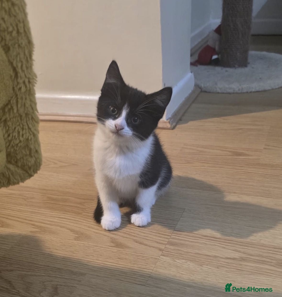 Domestic Shorthair cats Playful Oreo Kitten Looking for Loving Family - Advert 13