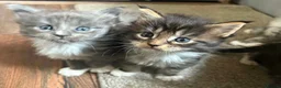 Maine Coon cats for sale: TICA Maine Coon Kittens | Russian & European Lines - Advert 13