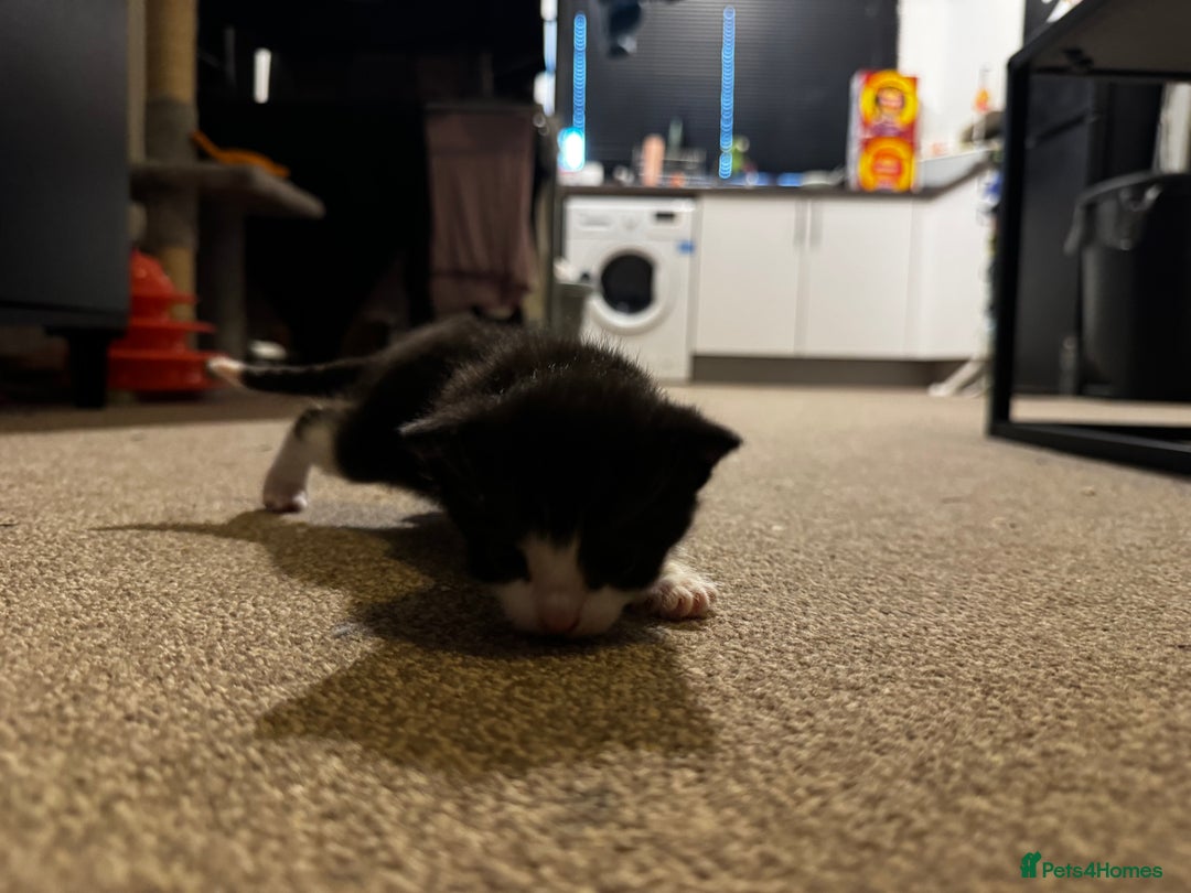 British Longhair cats for sale: Black and white long hair kittens for sale - Advert 6