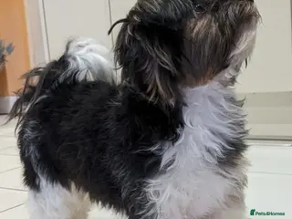 Yorkshire Terrier dogs Purebred BiewerTerrier/ColourfulYorkie Proven Stud in Merthyr Tydfil - Advert 11