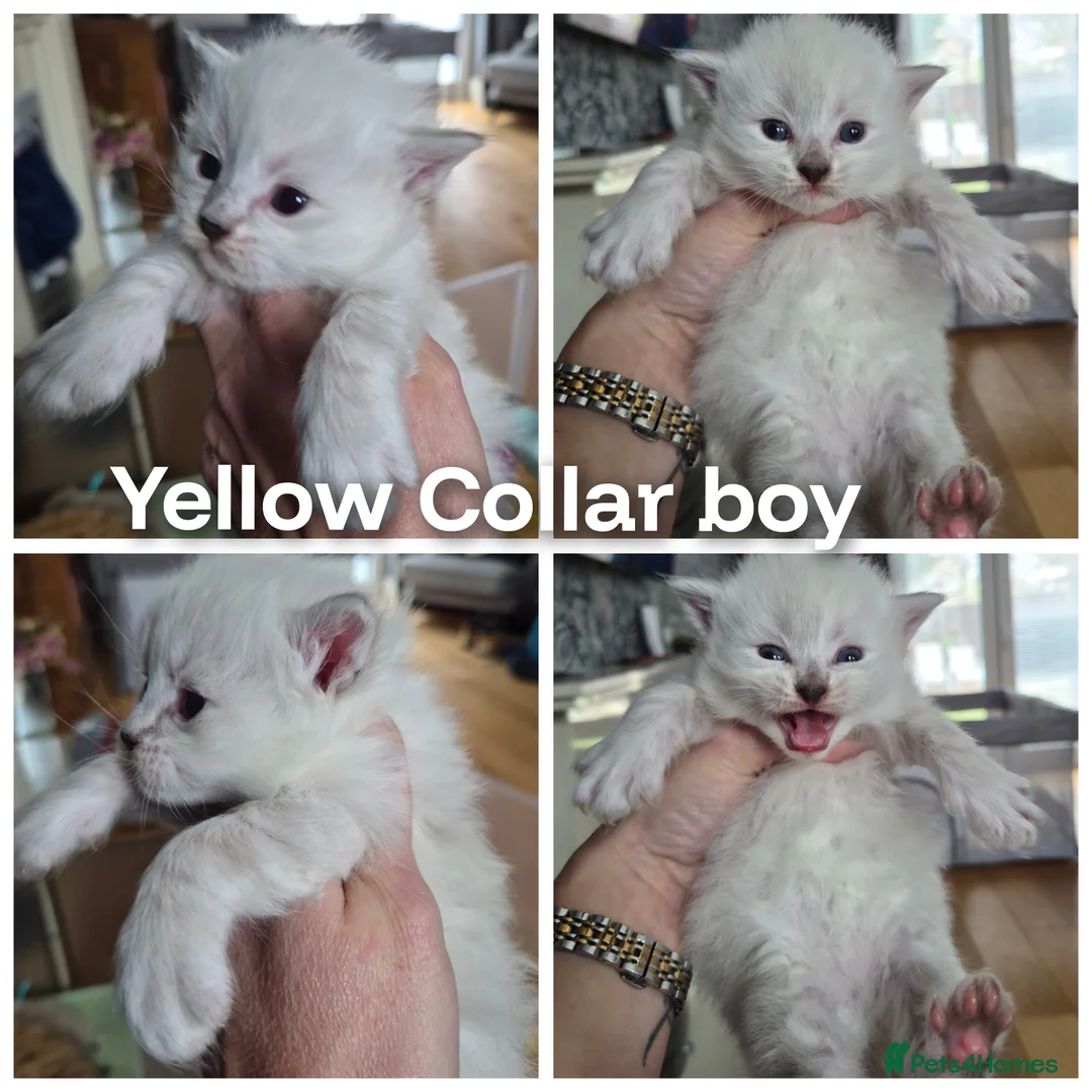 Siberian cats for sale: 3 Beautiful Siberian babies - Advert 7