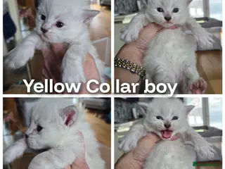 Siberian cats 3 Beautiful Siberian babies - Advert 1