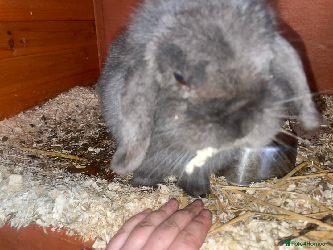 Dutch rabbits for sale: All mixed rabbits £60 each open to offers  - Advert 14