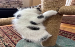 Turkish Angora cats for sale: half turkish angors  - Image 7