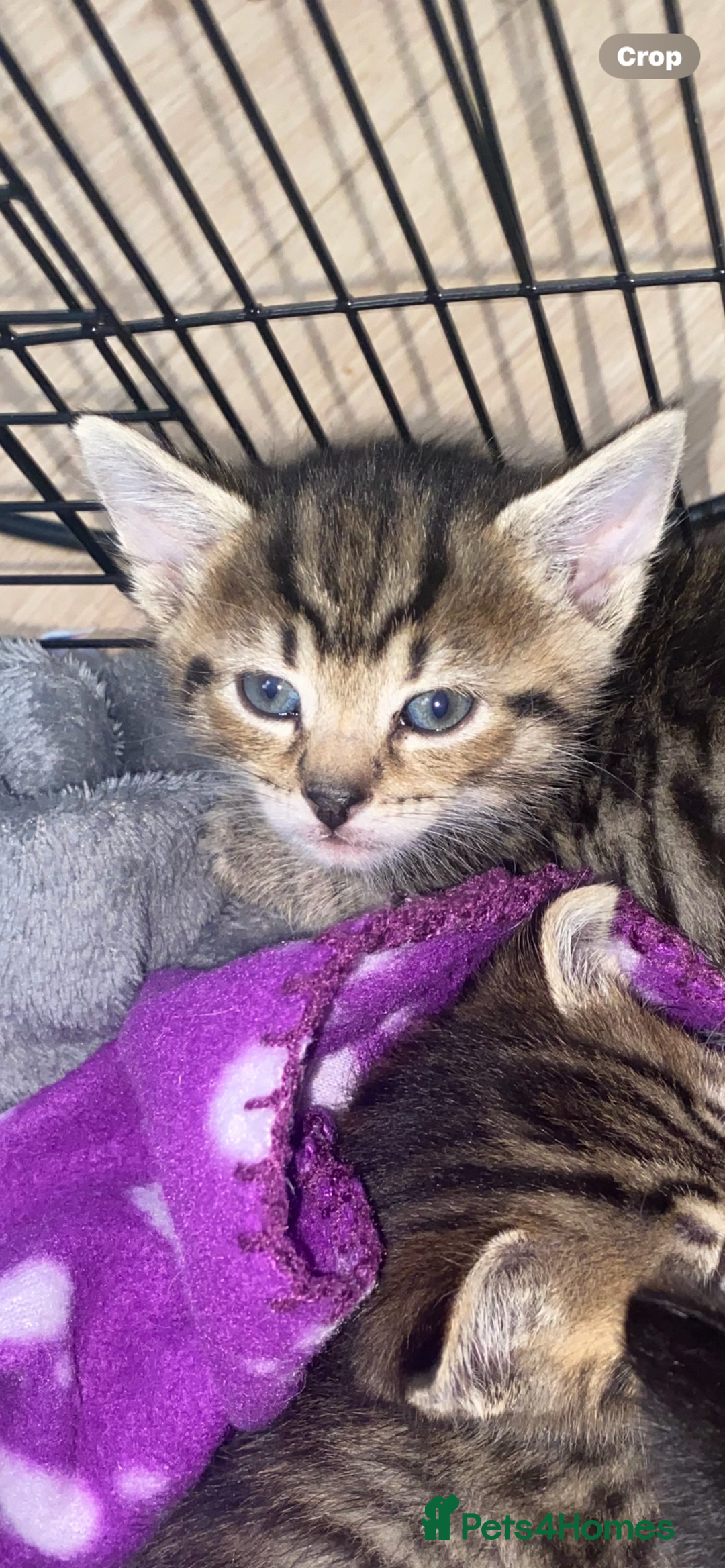 Bengal cats for sale: Litter of five stunning bengal/tabby mix kittens  - Image 23