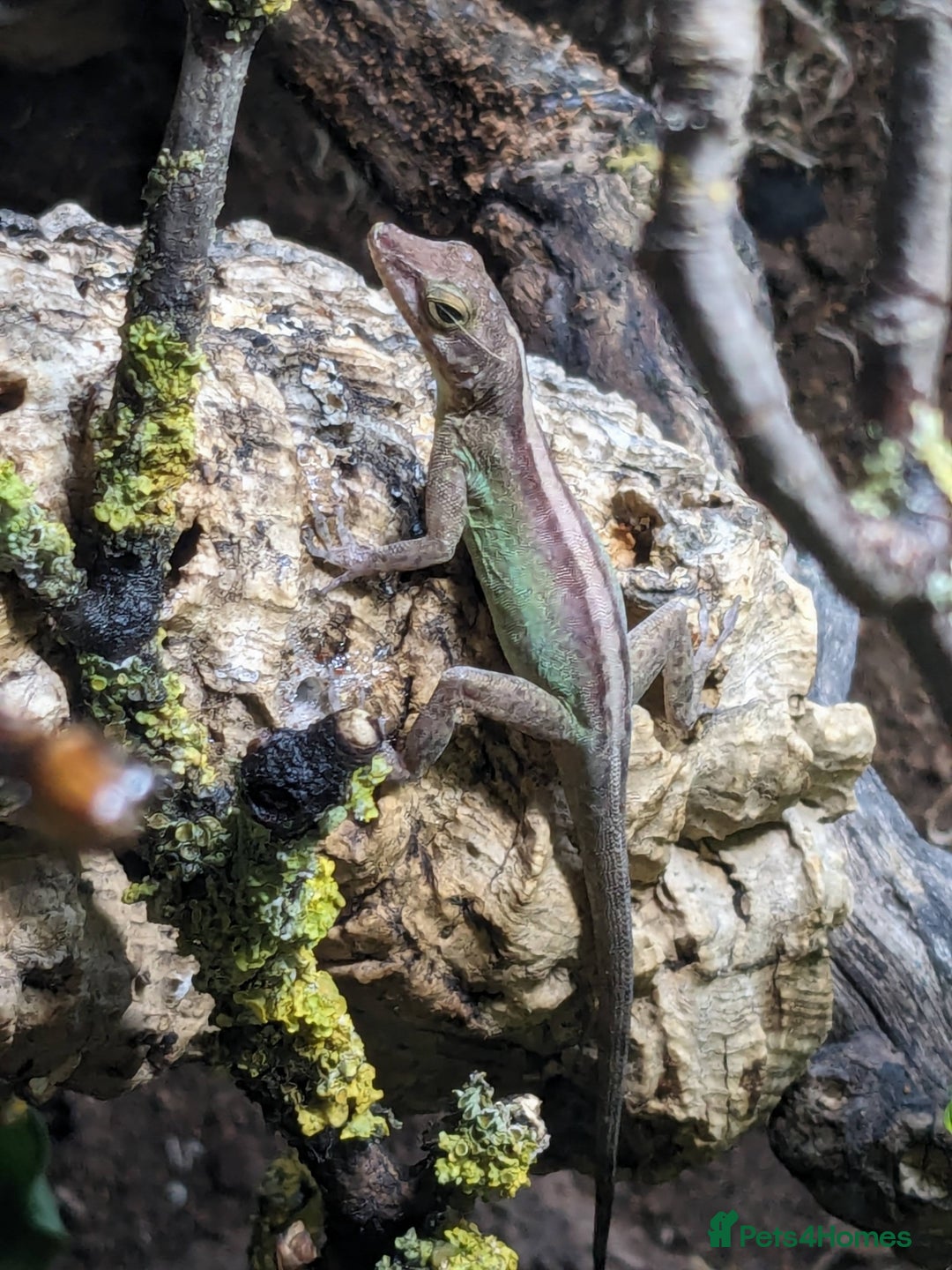 Anole reptiles for sale: Leopard Anoles (Anolis marmoratus marmoratus) - Image 5