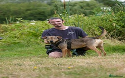 Mixed Breed dogs for adoption: Bobbie - Overlooked in need of a forever home!  - Image 10