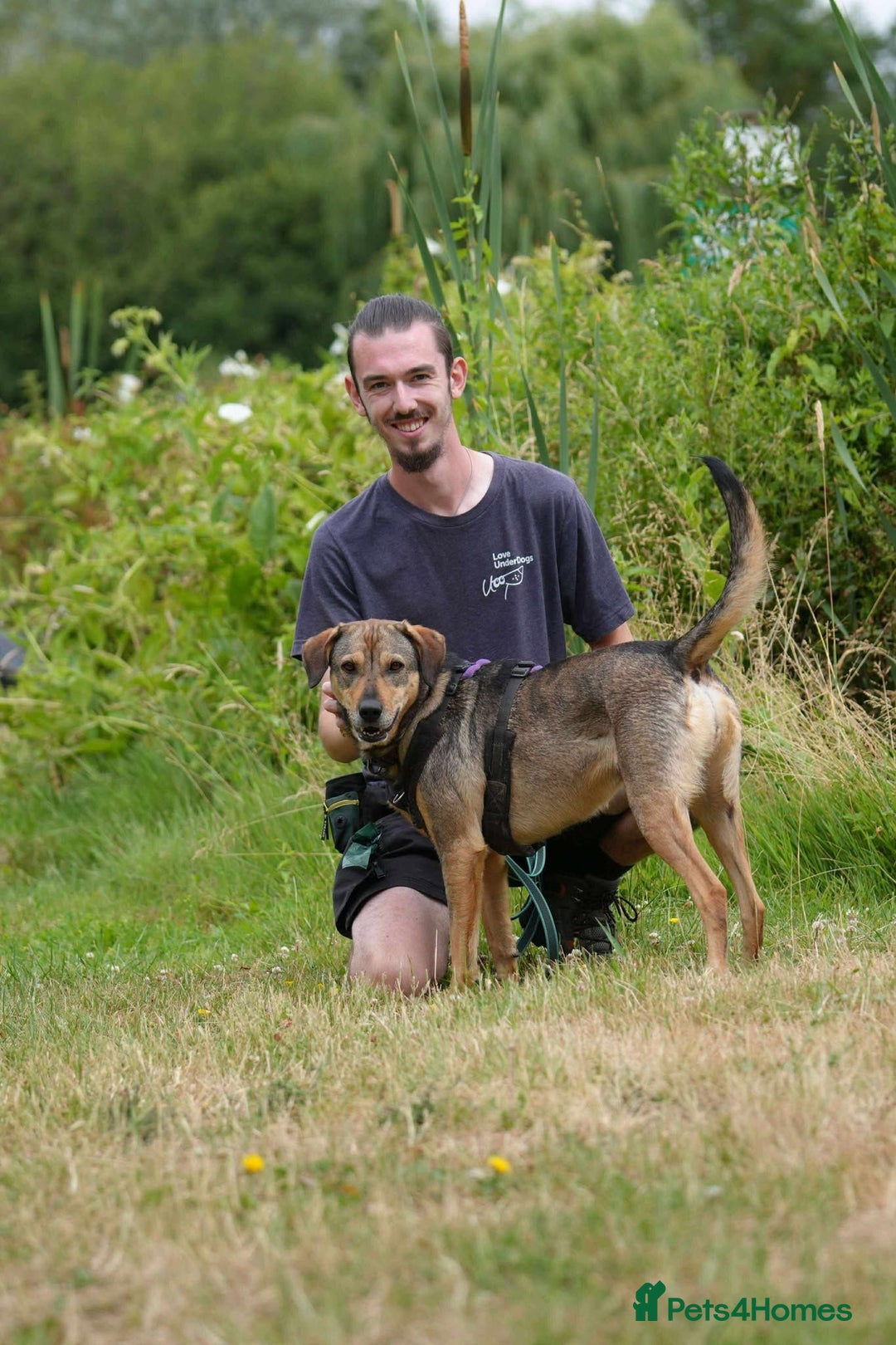 Mixed Breed dogs for adoption: Bobbie - Overlooked in need of a forever home!  - Image 10