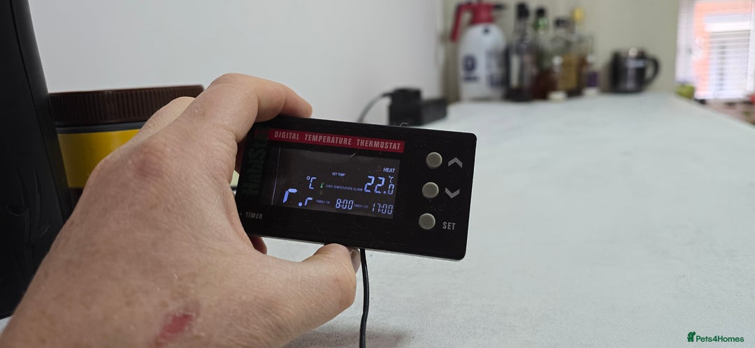 Boa Snake reptiles for sale: Large Snake Vivarium Setup + 2 Boa Constrictors - Advert 23