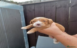 Cockapoo dogs for sale: 2boys stunning cockerpoo f1 puppies  - Image 5
