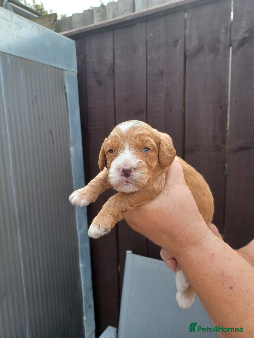 Cockapoo dogs for sale: 2boys stunning cockerpoo f1 puppies  - Image 5