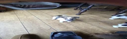 Jack Russell dogs for sale: Jack Russell pups in Rhayader - Advert 9