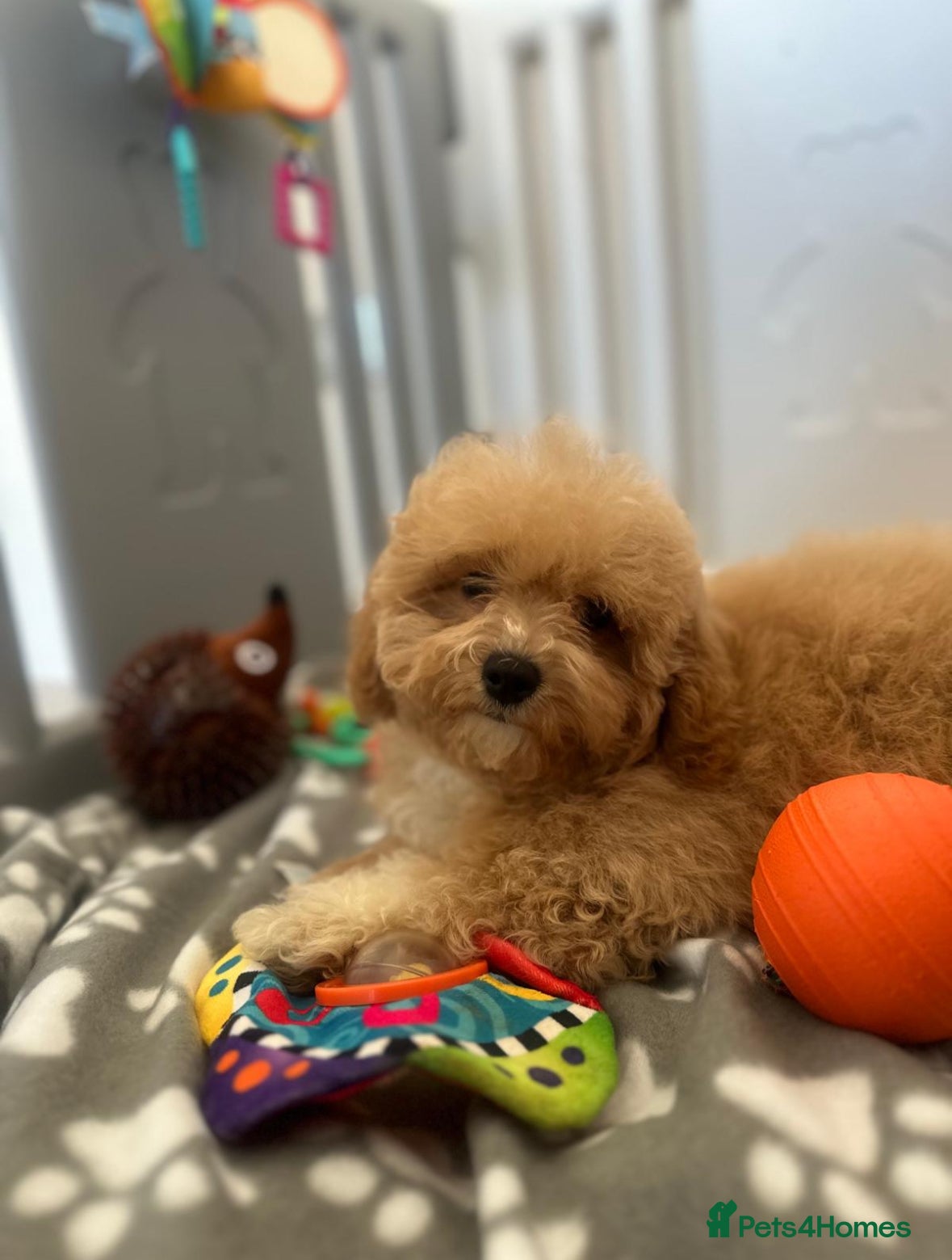 Maltipoo dogs ⭐️ Health Tested Stunning Maltipoos ⭐️ - Advert 1