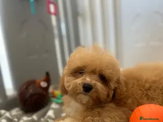 Maltipoo dogs ⭐️ Health Tested Stunning Maltipoos ⭐️ - Advert 1