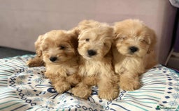 Cockapoo dogs for sale: Outstanding puppies  - Image 9