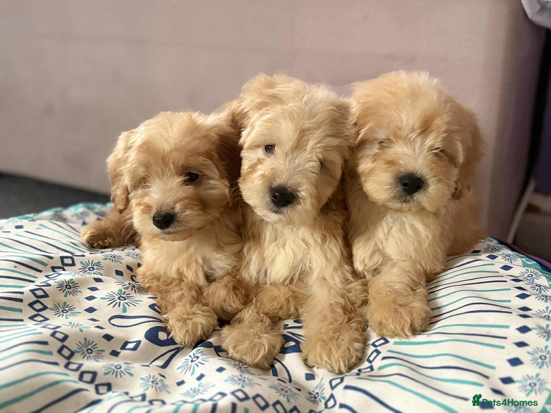 Cockapoo dogs for sale: Outstanding puppies  - Image 9
