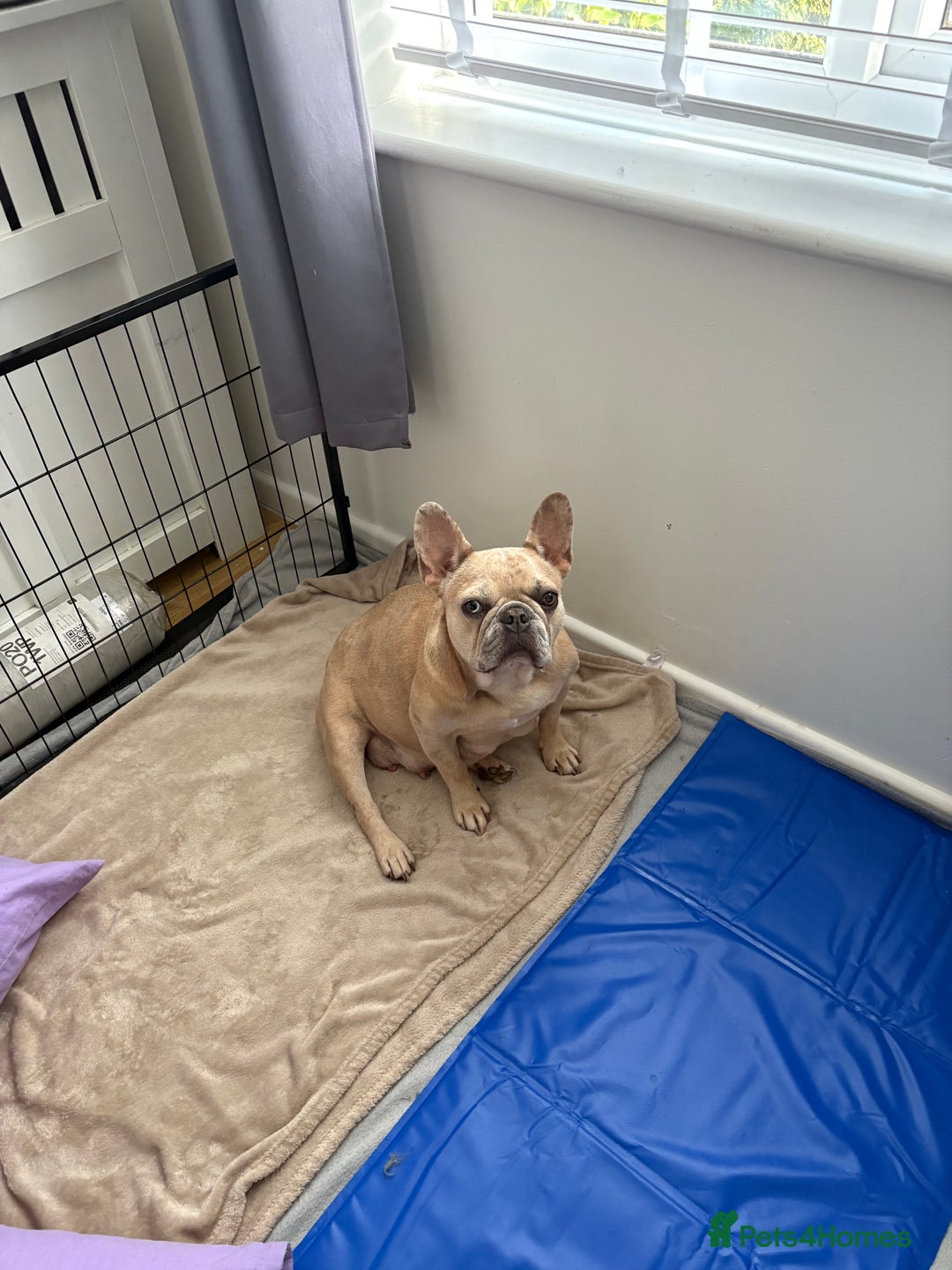 French Bulldog dogs for sale: French bulldog pedigree litter - Image 28