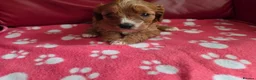 Cavapoo dogs for sale: F1 cavapoos  - Advert 20