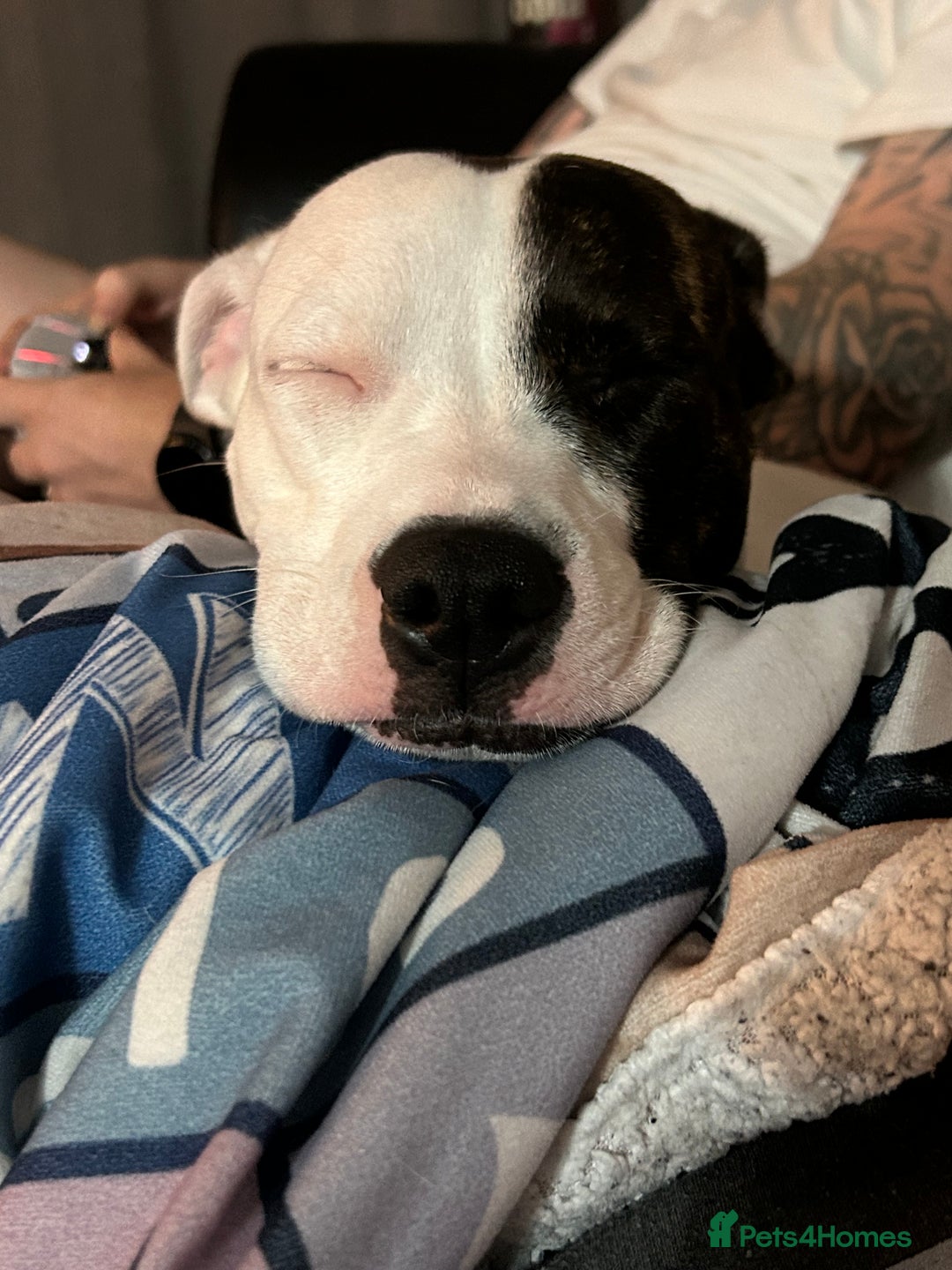 Mixed Breed dogs for sale: Daisy  - Advert 6