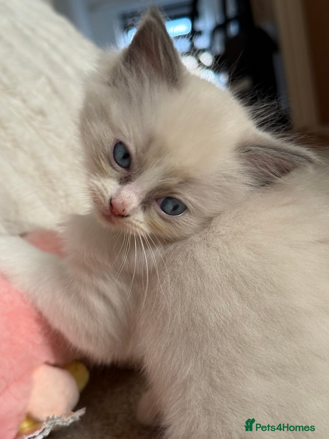Ragdoll cats for sale: Blue bicolour babies 🐾 - Image 13