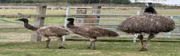 Mixed Breed birds for sale: Emu babies, ready for their forever home - Advert 1