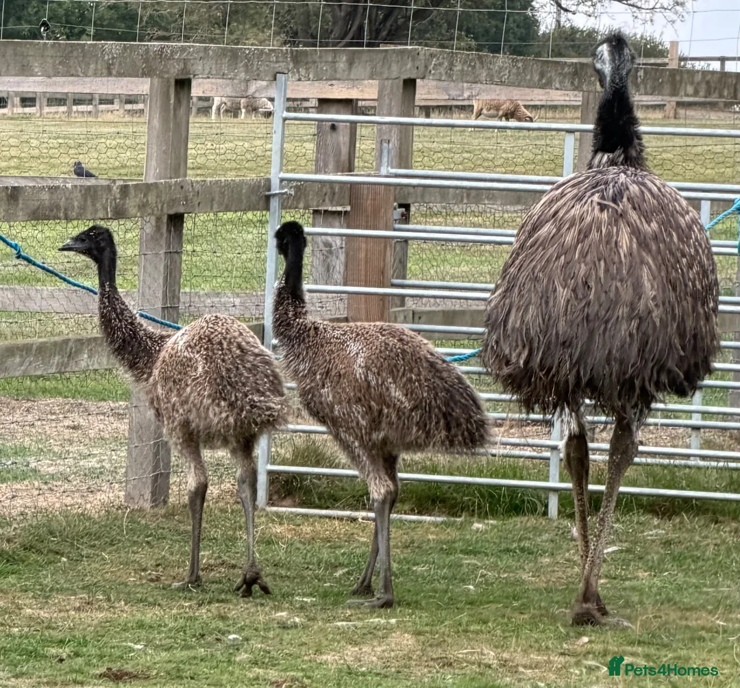 Mixed Breed birds for sale: Emu babies, ready for their forever home - Advert 1