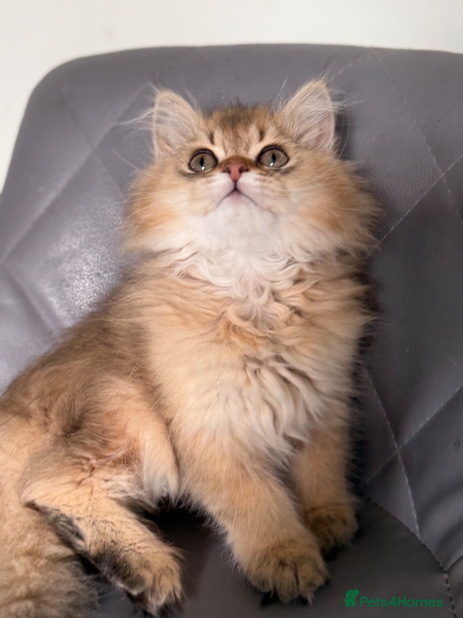 British Longhair cats British longhair golden kittens TICA - Advert 6