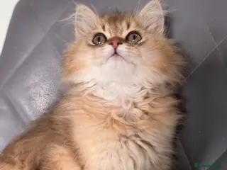 British Longhair cats British longhair golden kittens TICA - Advert 6