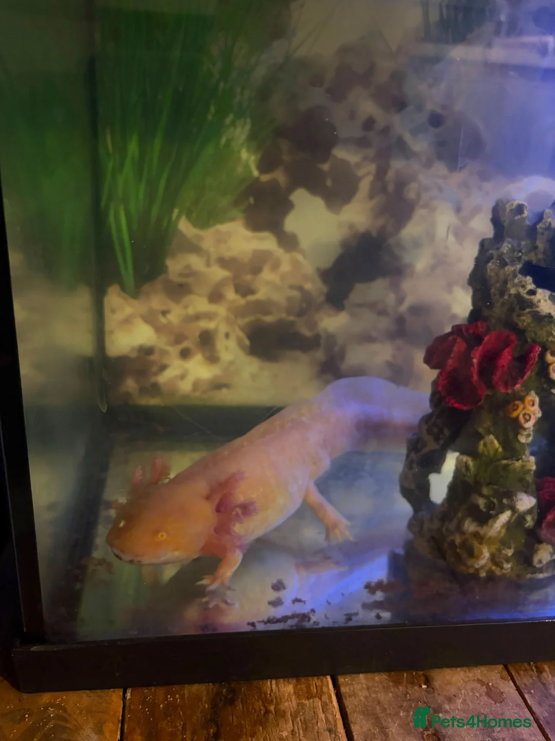 Axolotl reptiles for sale: 2x Axolotls in need of rehoming in London - Advert 2