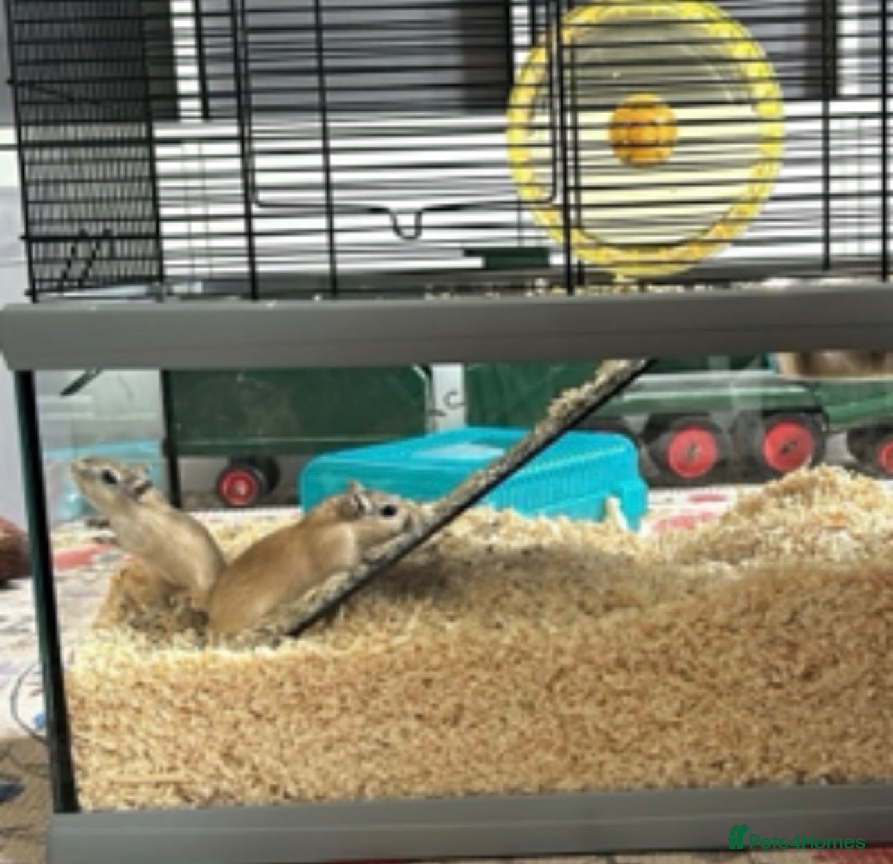 Gerbil rodents Two female gerbils  - Advert 1
