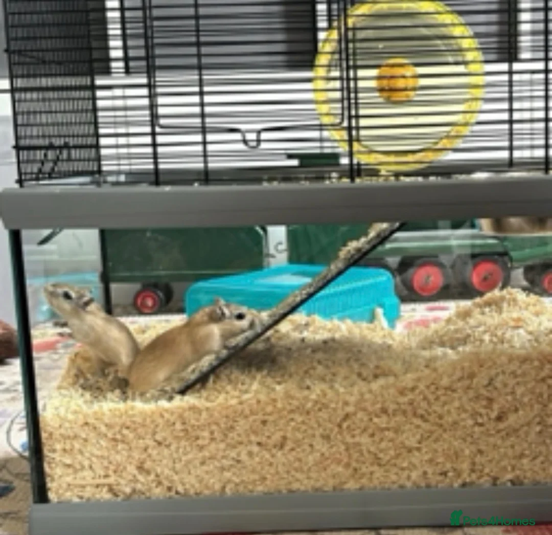 Gerbil rodents for sale: Two female gerbils  - Advert 1