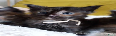 Maine Coon 5